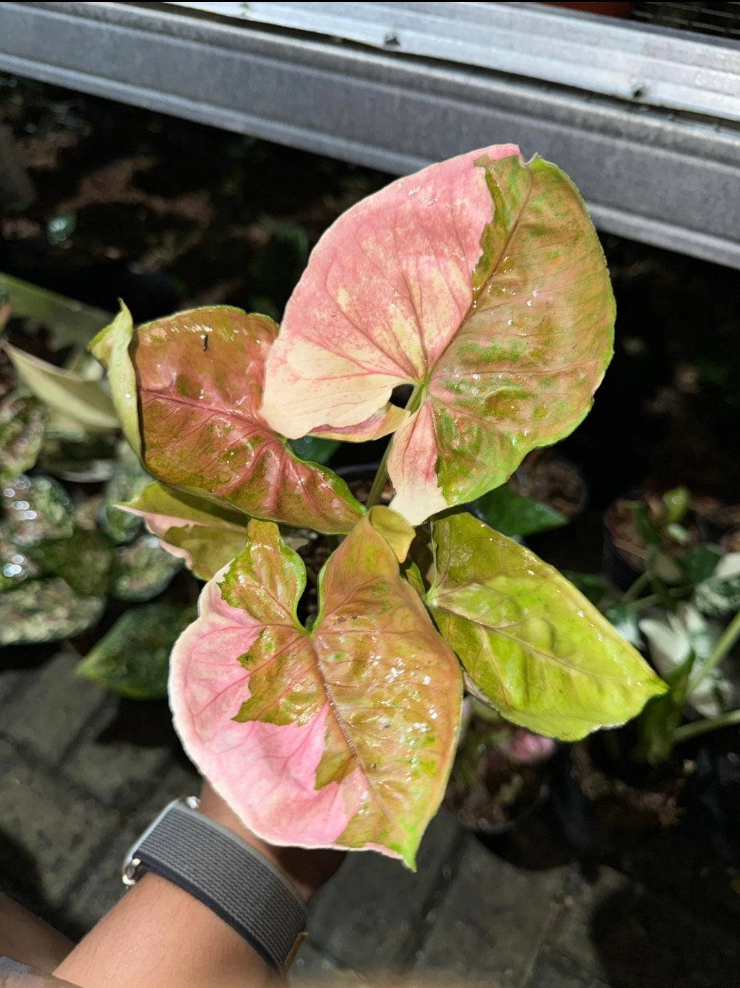 IMPORT- Syngonium Strawberry Ice (No Import Permit Required, we use ours for you!)