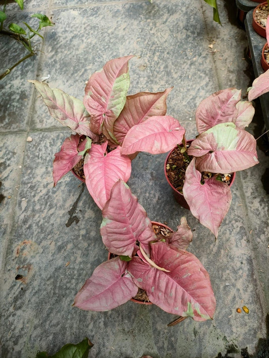 IMPORT- Syngonium Pink Candy (No Import Permit Required, we use ours for you!)