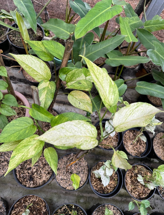 IMPORT- Epipremnum White 🤍 Mint Variegated (No Import Permit Required, we use ours for you!)