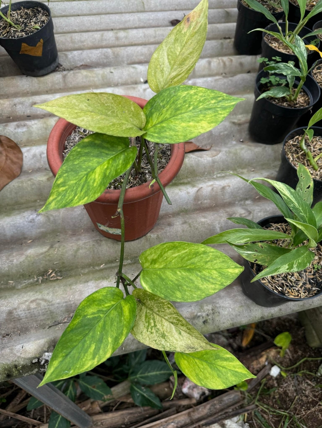 IMPORT- Epipremnum White 🤍 Mint Variegated (No Import Permit Required, we use ours for you!)