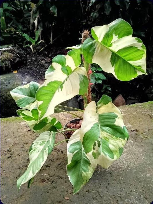 IMPORT- Pothos n Joy (Large Mature Leaves) (No Import Permit Required, we use ours for you!)