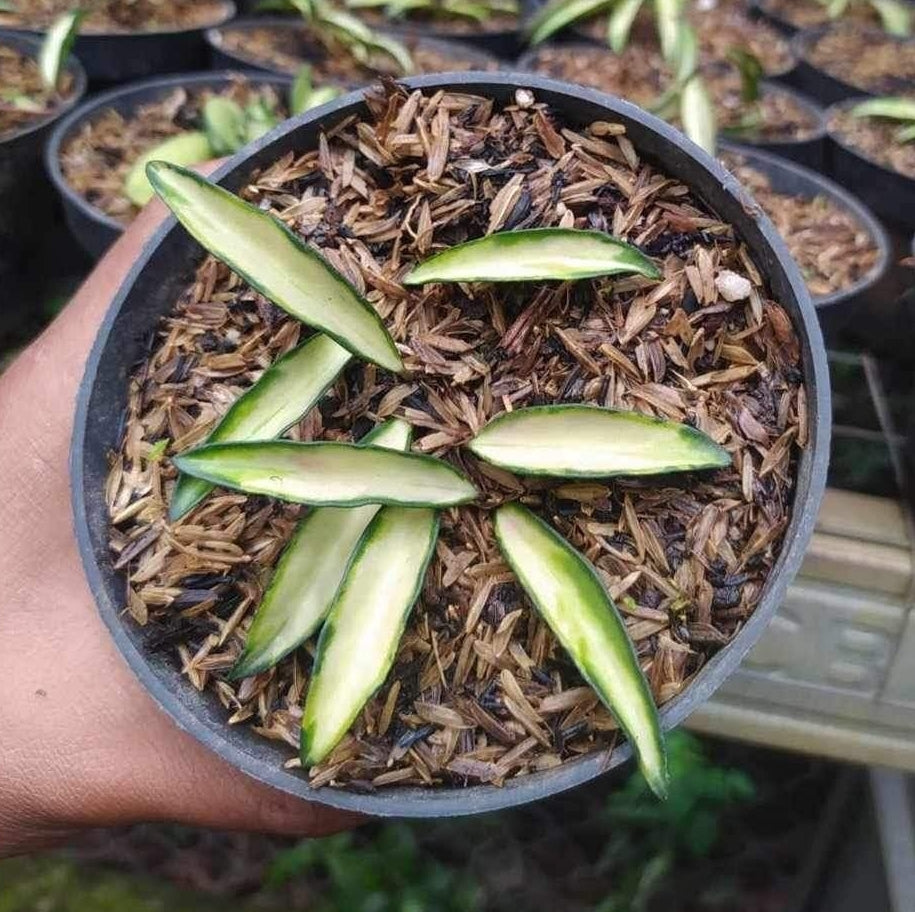 IMPORT- Hoya Wayetii Variegated (No Import Permit Required, We use ours)