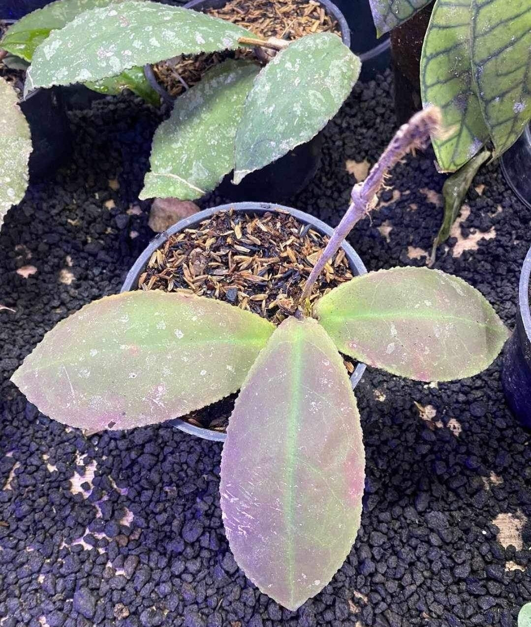 IMPORT- Hoya Mitra (No Import Permit Required, We use ours)