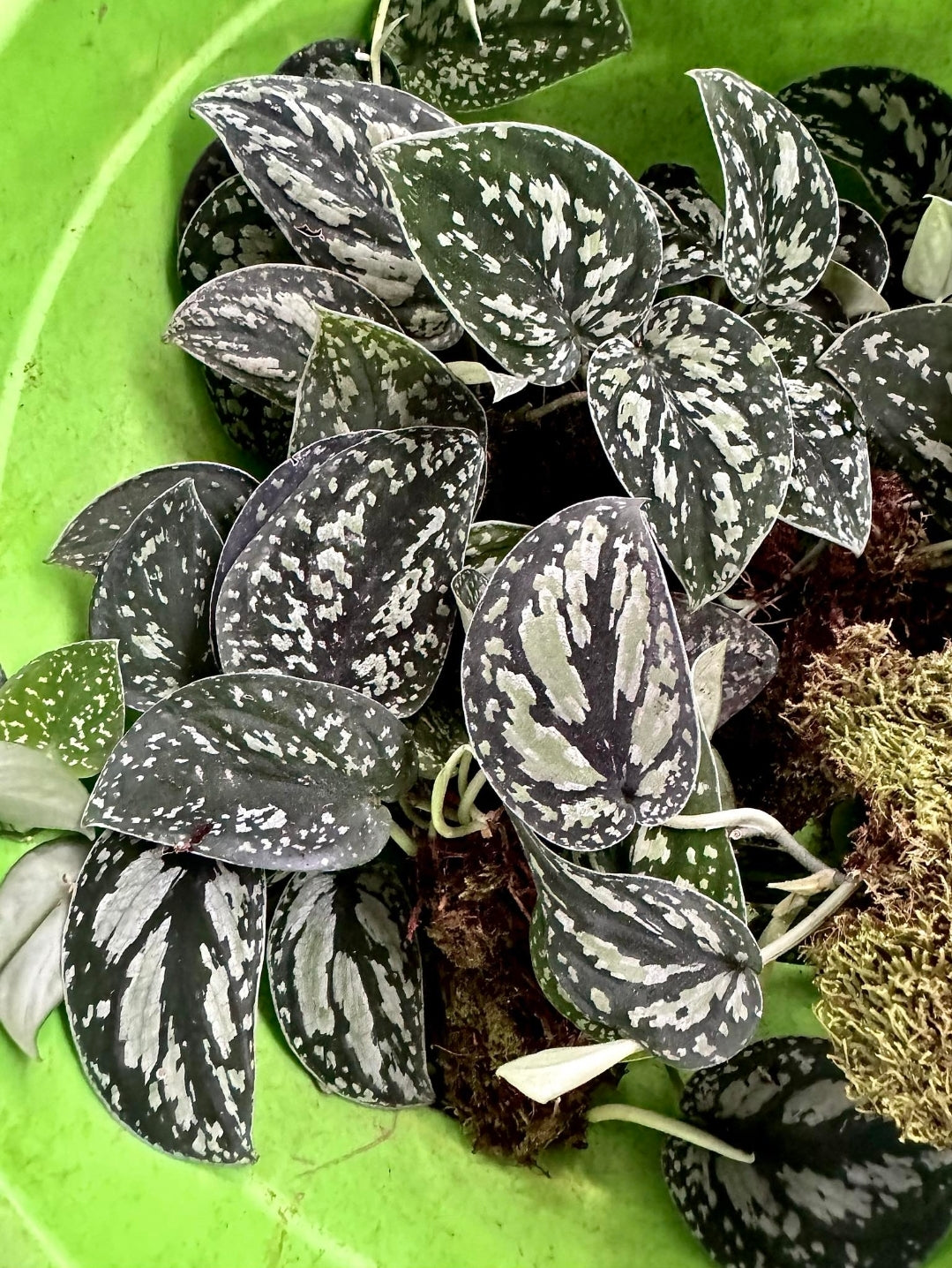 IMPORT- Scindapsus Tricolor Darkform (No Import Permit Required, we use ours for you!)