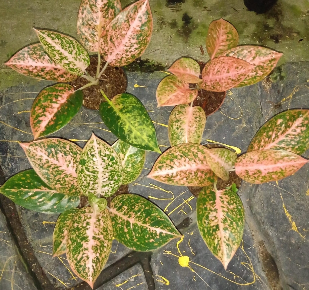 IMPORT- Aglaonema Stardust Orange 🧡 (No Import Permit Required, We use ours)