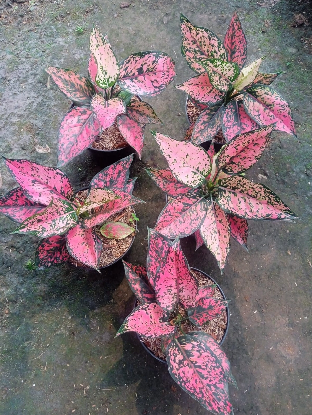 IMPORT- Aglaonema Kom Kom (No Import Permit Required)