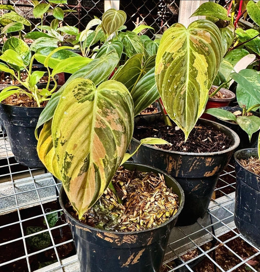 IMPORT- Philodendron Melanochyrsum Variegated (No Import Permit Required, we use ours for you!)