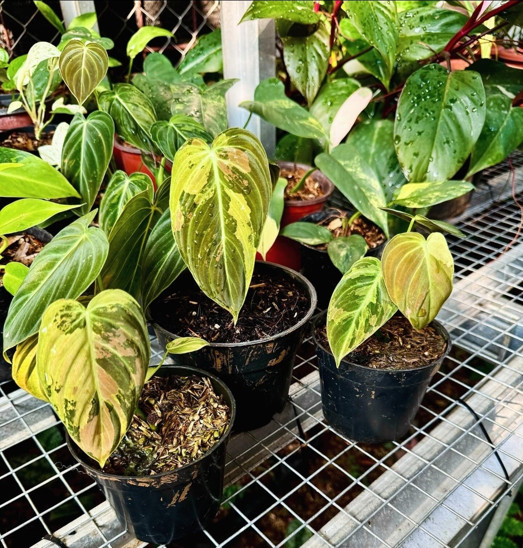 IMPORT- Philodendron Melanochyrsum Variegated (No Import Permit Required, we use ours for you!)