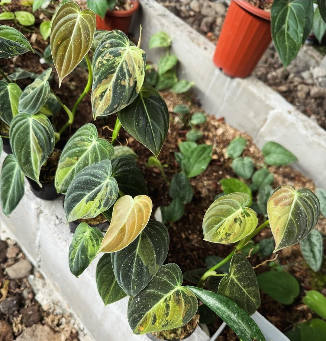 IMPORT- Philodendron Melanochyrsum Variegated (No Import Permit Required, we use ours for you!)