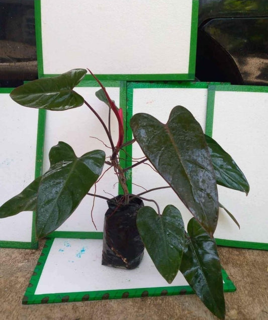 IMPORT-Philodendron Dark Lord (large mature leaves) (No Import Permit Required, we use ours for you!)