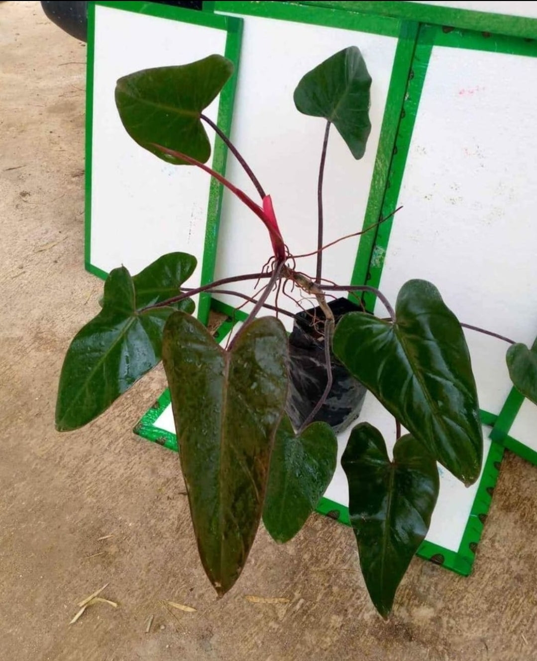 IMPORT-Philodendron Dark Lord (large mature leaves) (No Import Permit Required, we use ours for you!)