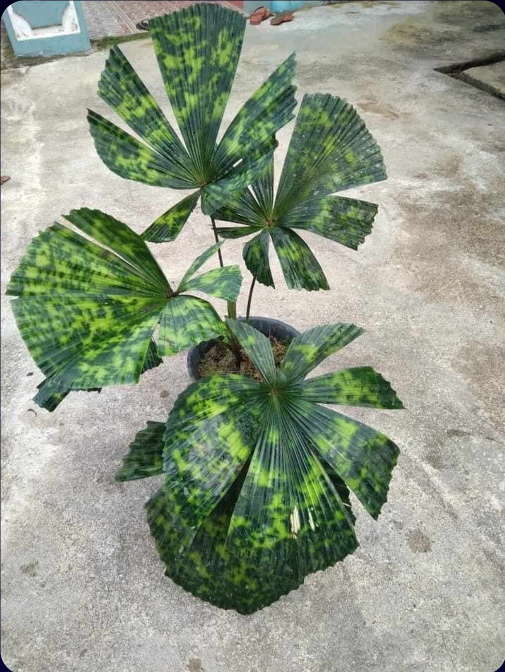 IMPORT- Licuala Mapu Palm Variegated (No Import Permit Required, We use ours)