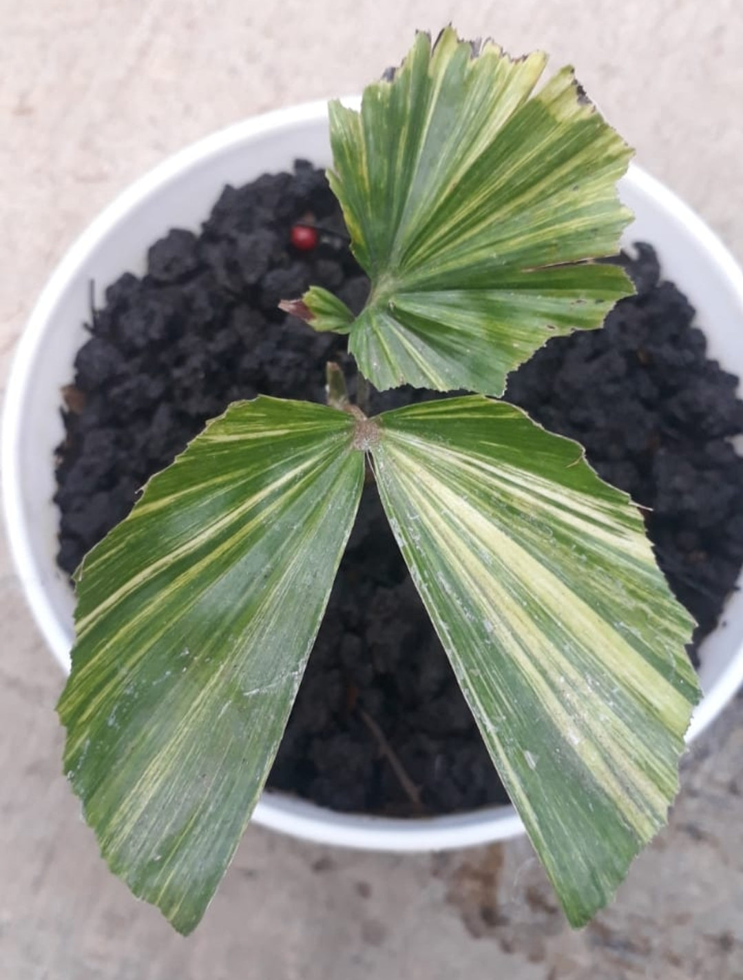 IMPORT- Palm Veitchia Marilli Variegated (No Import Permit Required, We use ours)