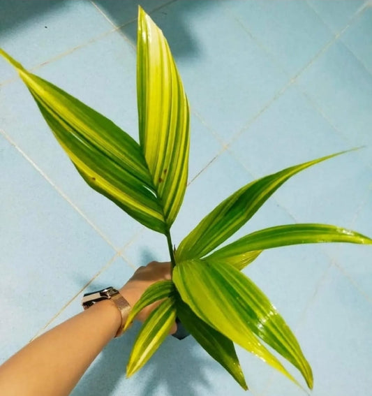 IMPORT- Palm Veitchia Marilli Variegated (No Import Permit Required, We use ours)