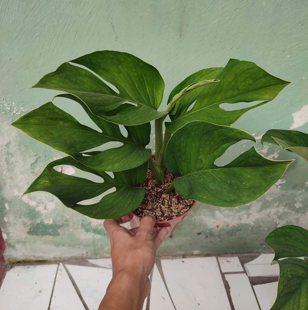 IMPORT- Monstera Pinnapartita (large mature leaves) (No Import Permit Required, We use ours)