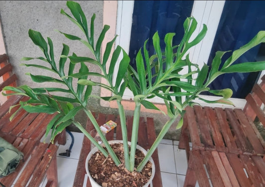 IMPORT- Monstera Pinnapartita (large mature leaves) (No Import Permit Required, We use ours)