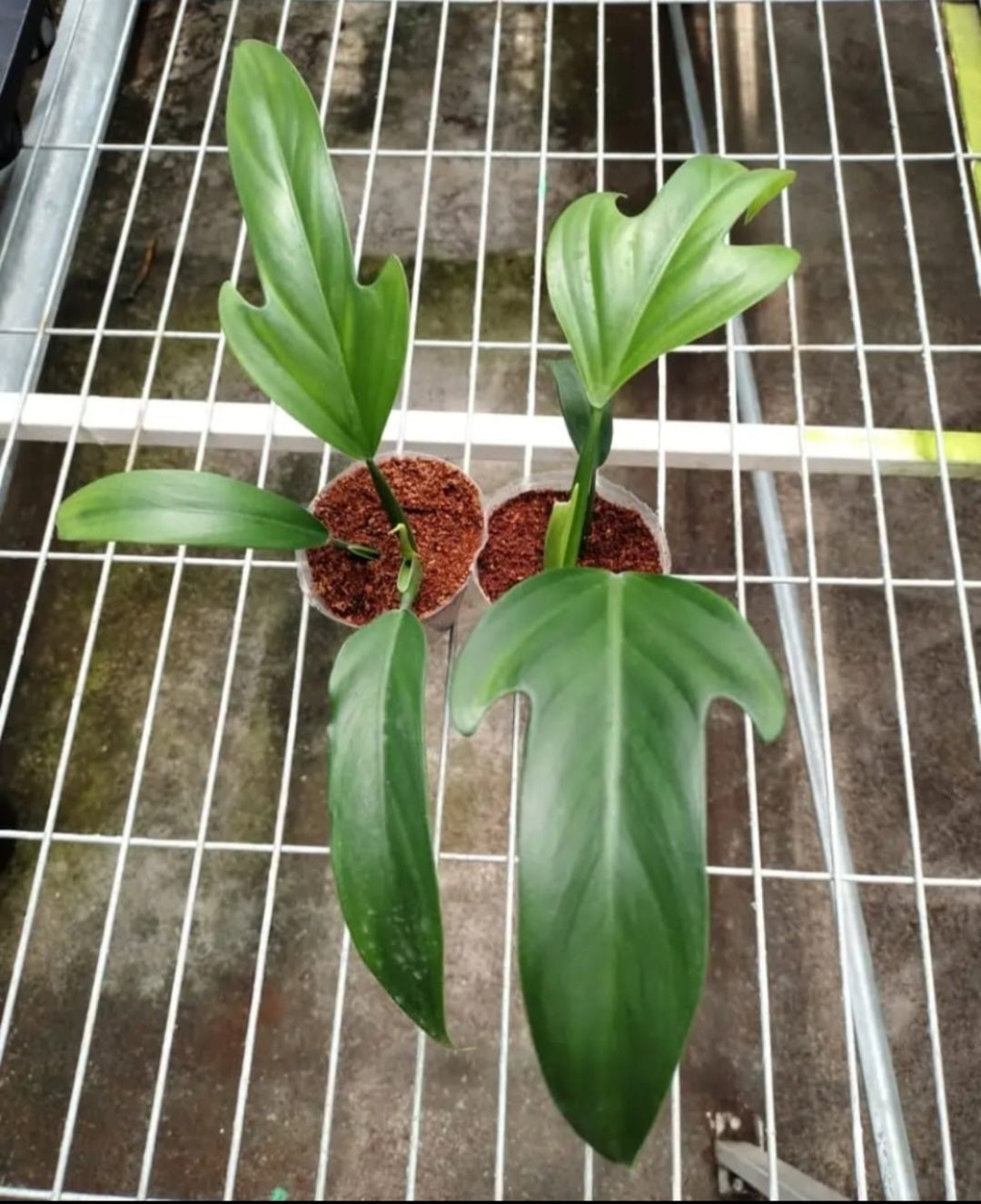 IMPORT- Philodendron Panduriforme (No Import Permit Required, we use ours for you!)