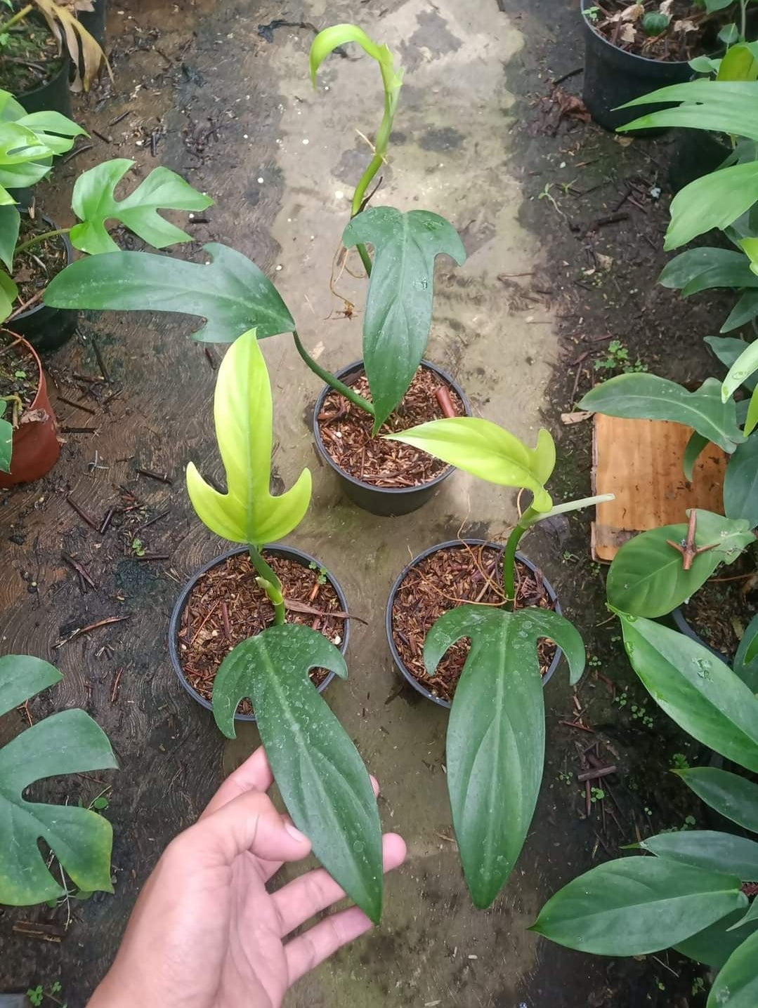 IMPORT- Philodendron Panduriforme (No Import Permit Required, we use ours for you!)