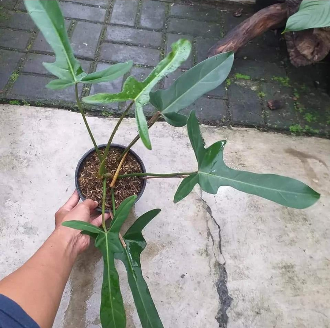 IMPORT- Philodendron Panduriforme (No Import Permit Required, we use ours for you!)