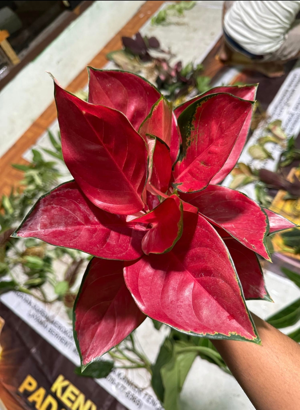 IMPORT- Aglaonema Red ♥️ Suksom (No Import Permit Required, We use ours)