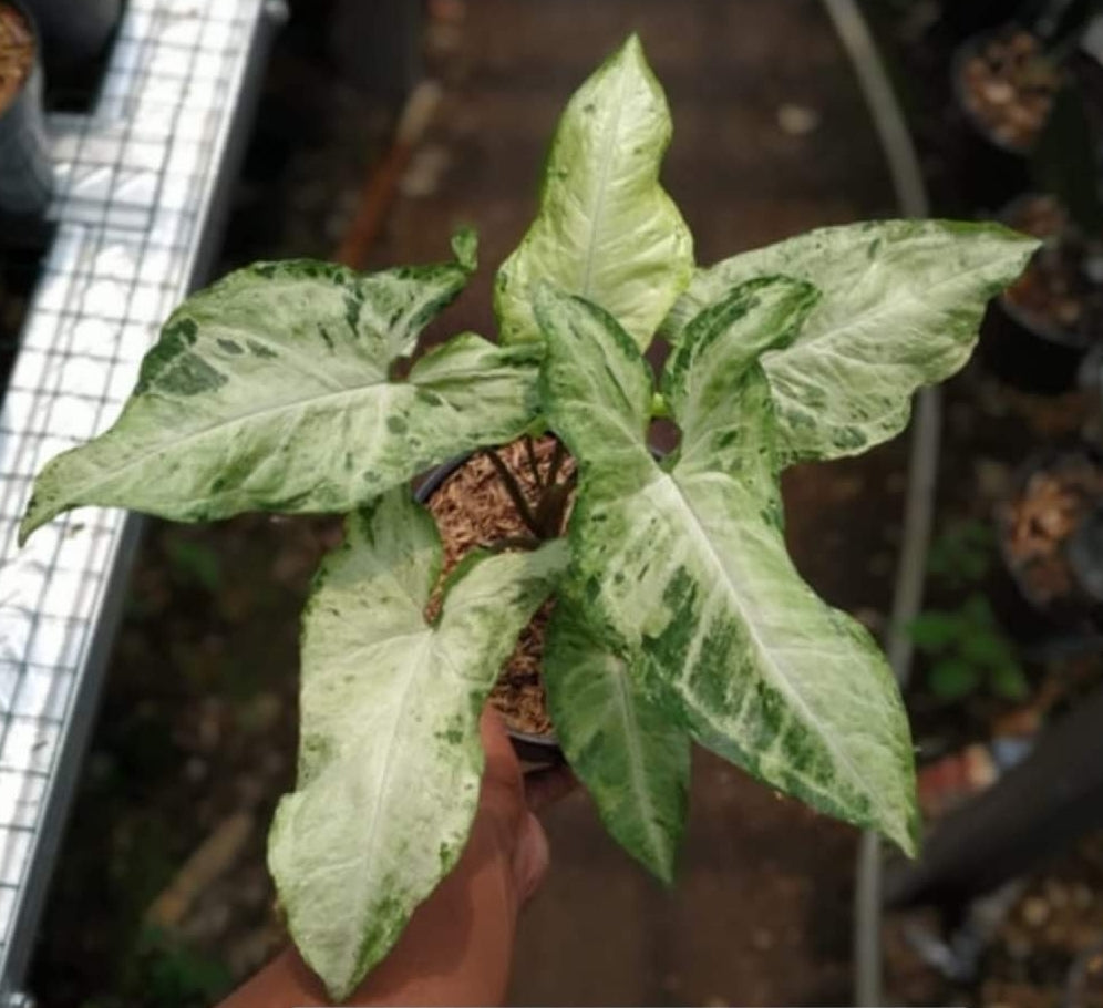 IMPORT- Syngonium Freckles (No Import Permit Required, we use ours for you!)