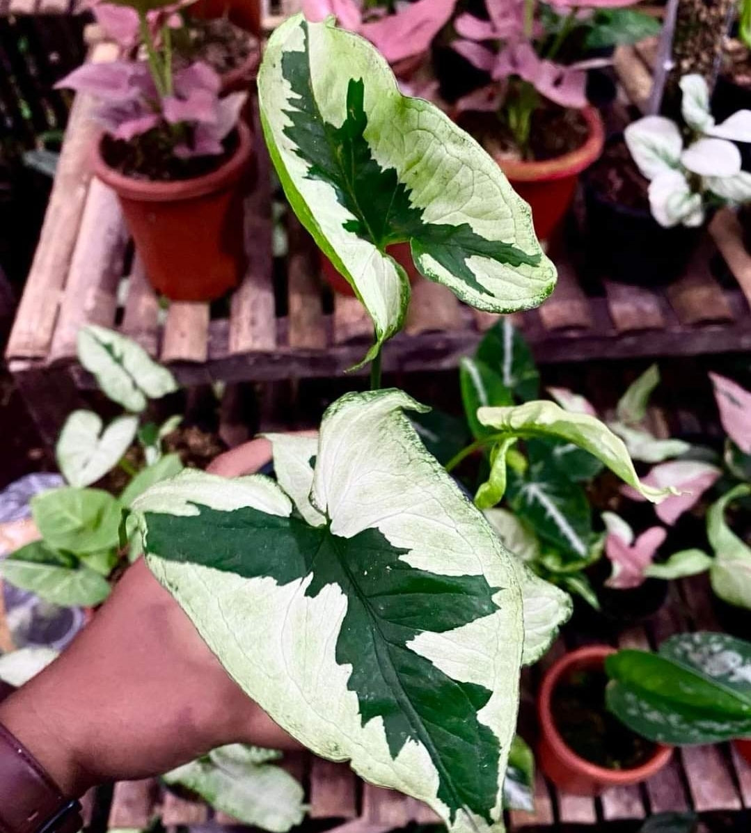 IMPORT- Syngonium Green Beauty 💚 (No Import Permit Required, we use ours for you!)