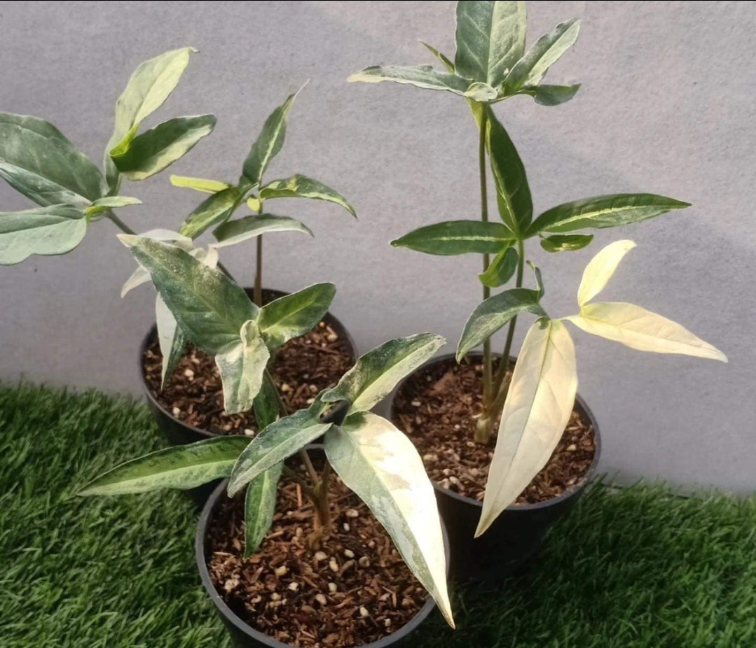 IMPORT- Syngonium Angustatum Albo Variegated (No Import Permit Required, we use ours for you!)