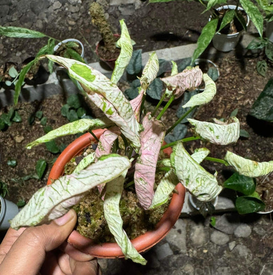 IMPORT- Syngonium Pink Rolli (many leaves) (No Import Permit Required, we use ours for you!)