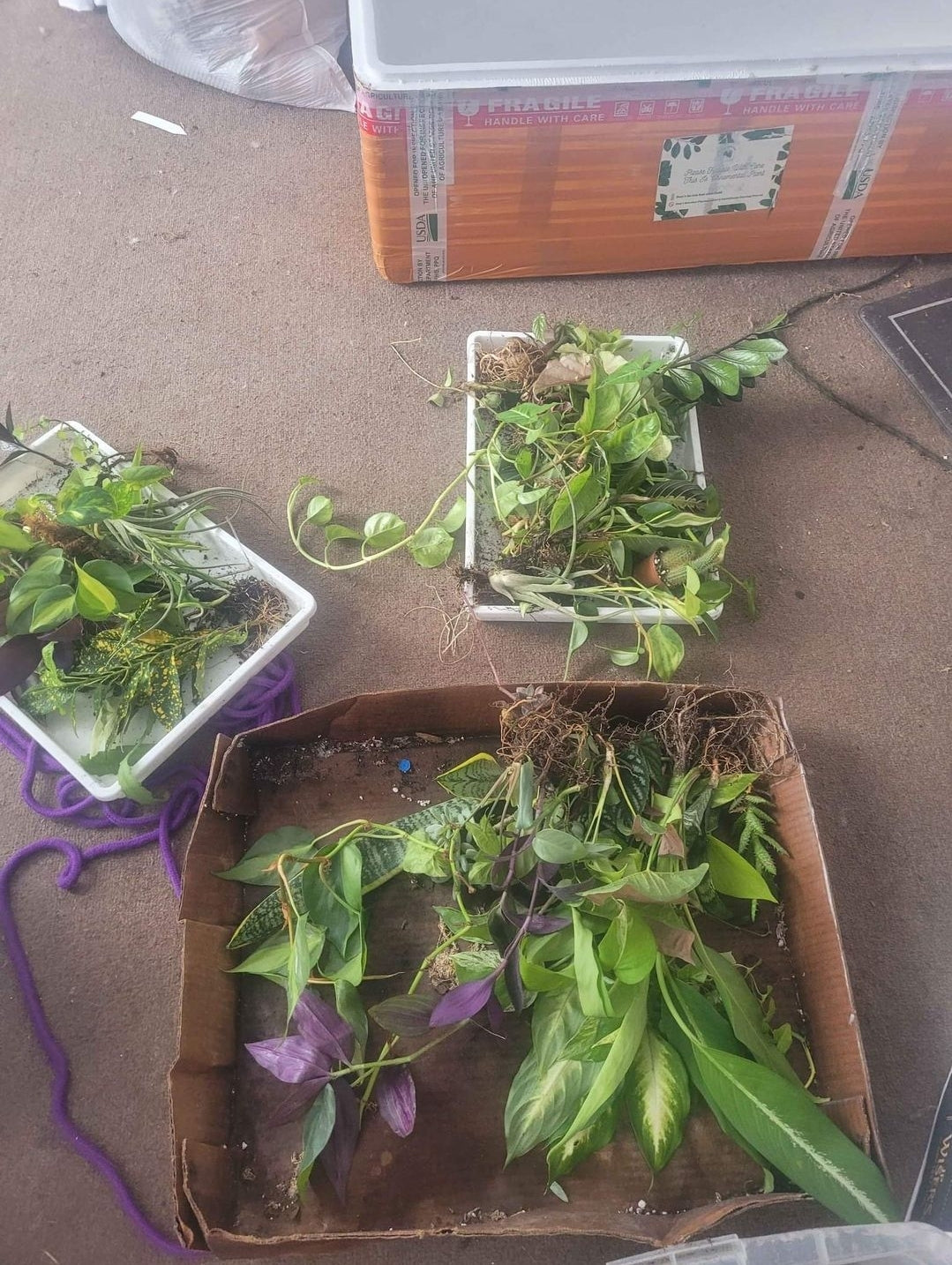 15 Plant Surprise Box- On hand Stock in Florida