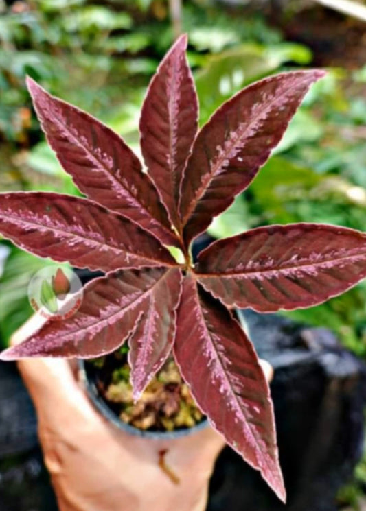 IMPORT- Amorphophallus Manta (No permit required- we use ours for you)