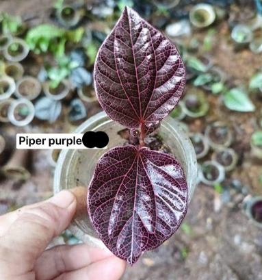 IMPORT- Piper Purple (No Import Permit Required, we use ours for you!)