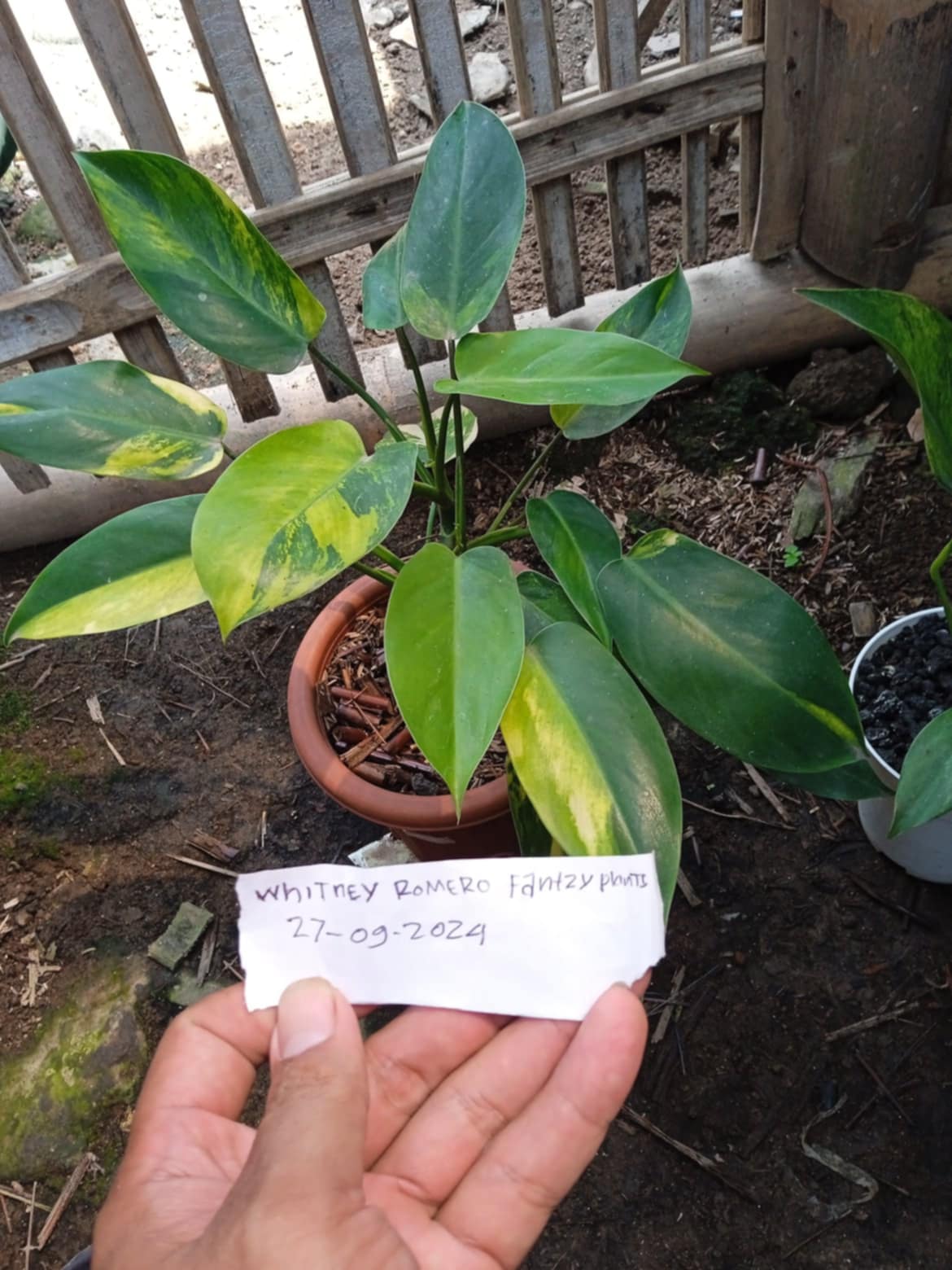 Philodendron Burle Marx Mint Variegata for Belinda