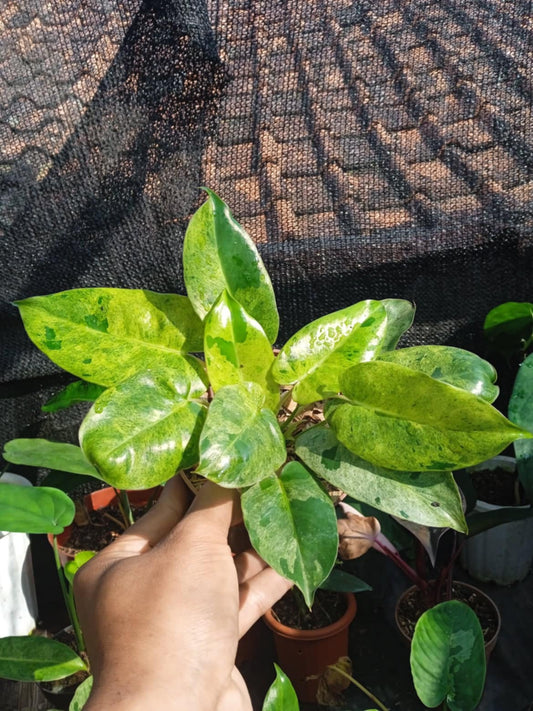 Philodendron Burle Marx Mint Variegata for Belinda