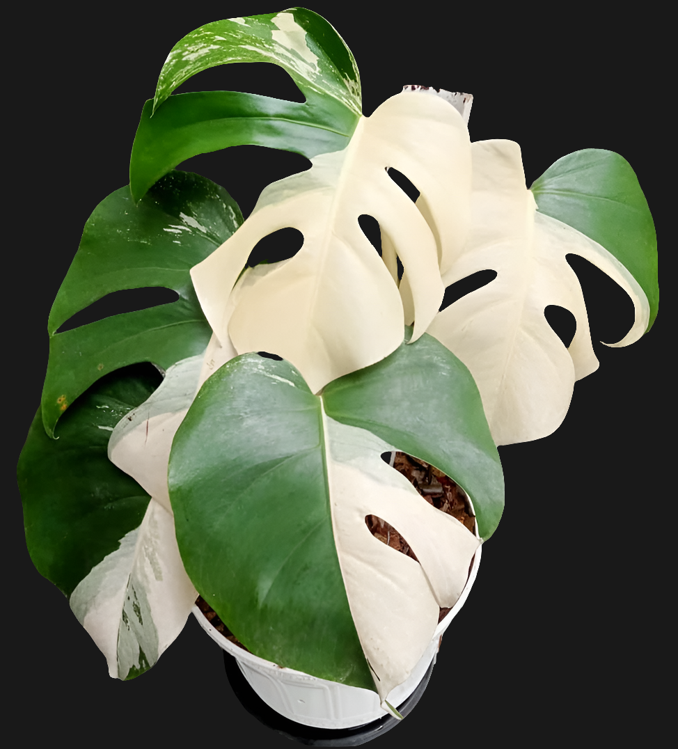 IMPORT- Monstera Delicosa Albo (No Import Permit Required, We use ours)