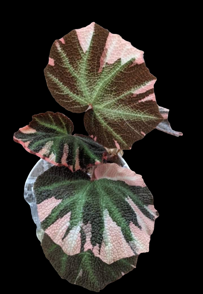 Begonia Soli Mutata Variegata (No Import Permit Required)