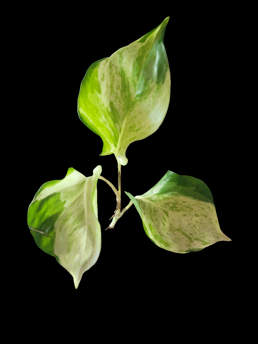 Manjula Pothos