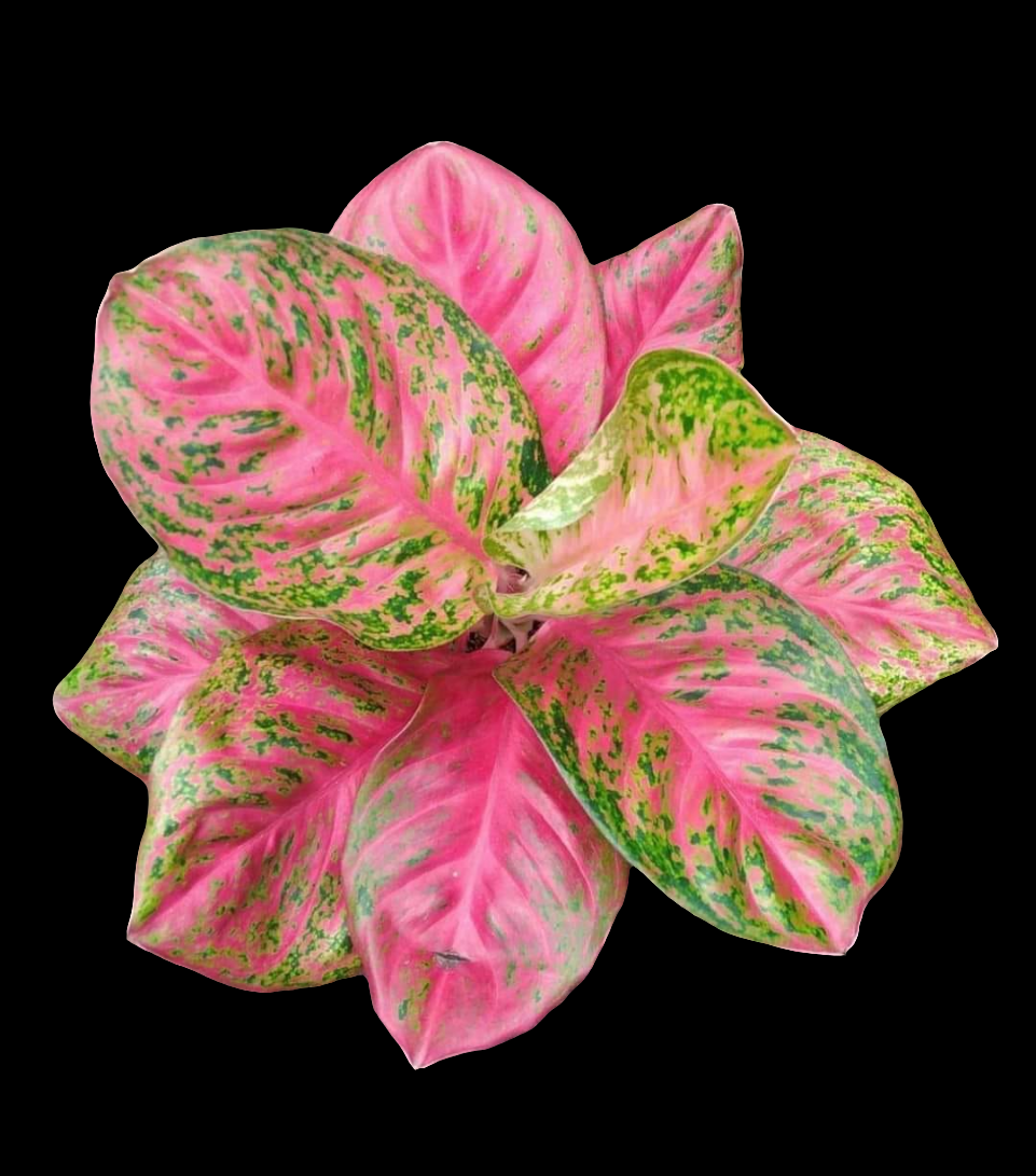 IMPORT- Aglaonema Wulandari (No Import Permit Required, We use ours)