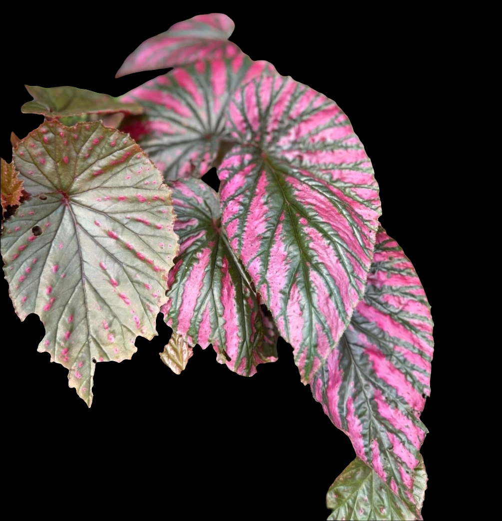 IMPORT- Begonia Exotica (No Import Permit Required, We use ours)