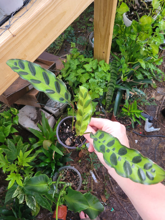 Rattle Snake Calathea 2in pot