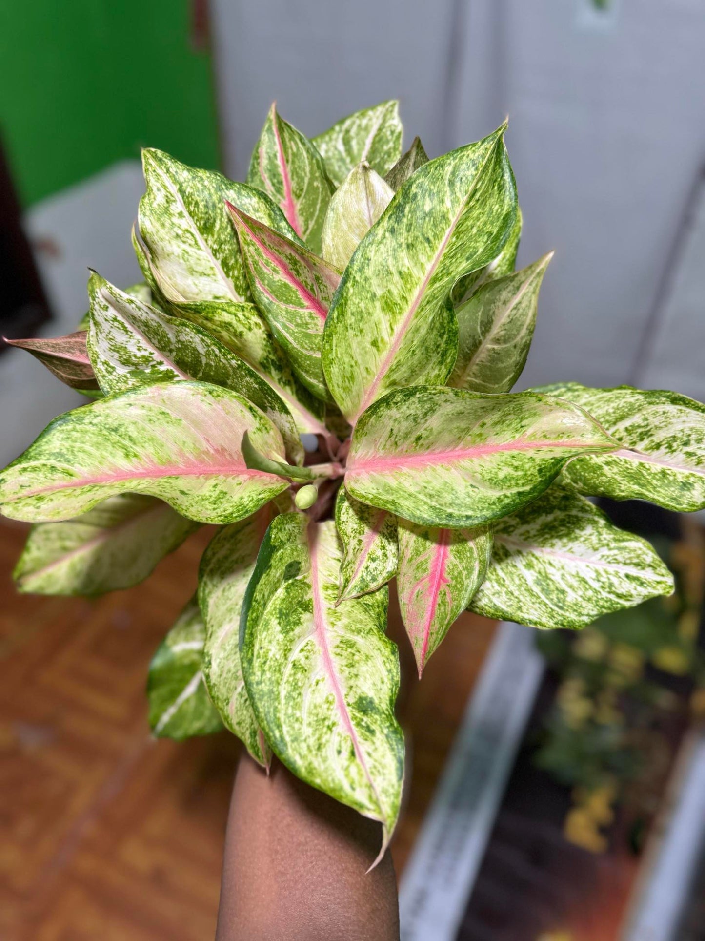 IMPORT- Aglaonema Frozen Green 💚 (No Import Permit Required, We use ours)