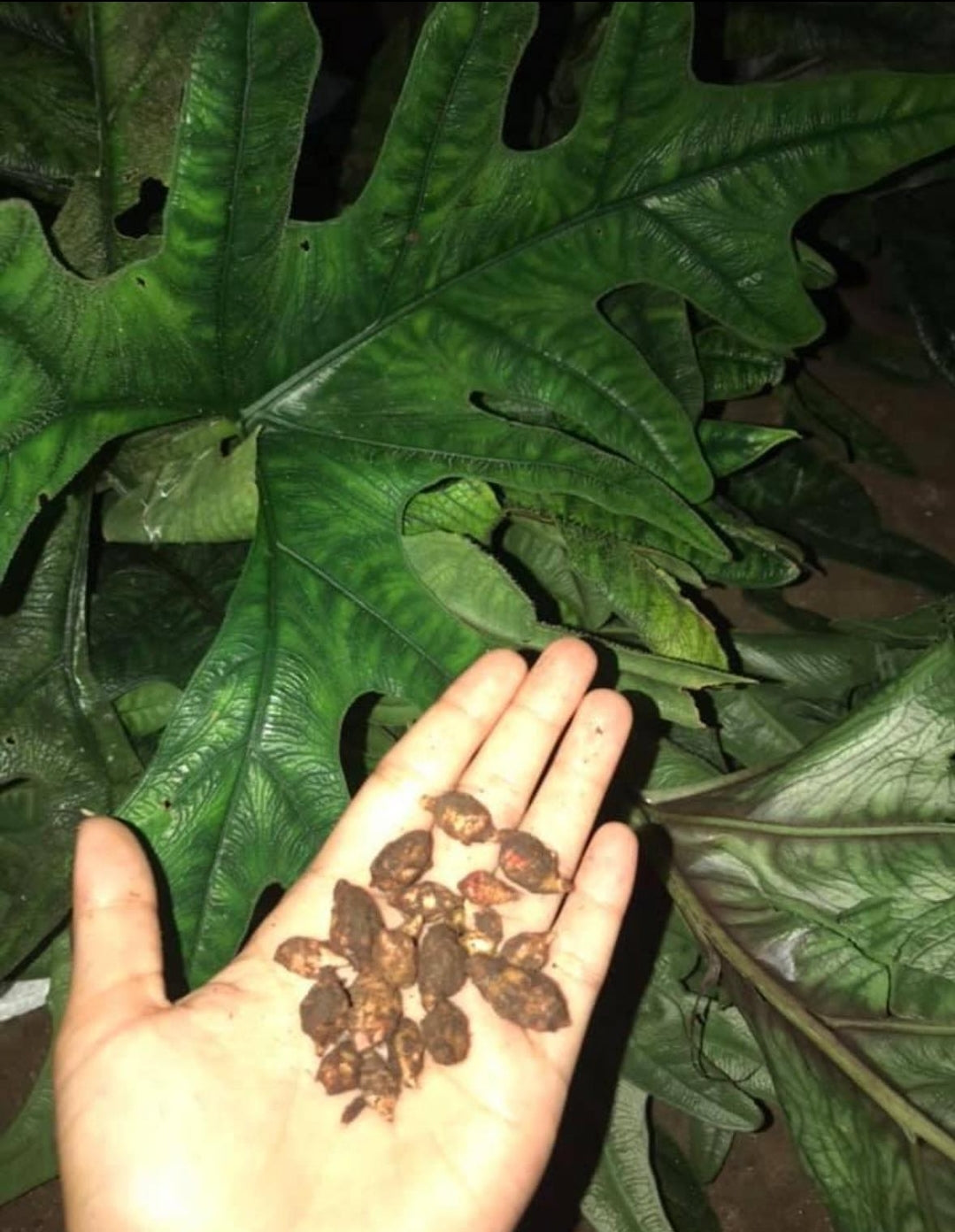 IMPORT- Alocasia Sabrina Corms/Seeds (No Import Permit Required, We use ours)