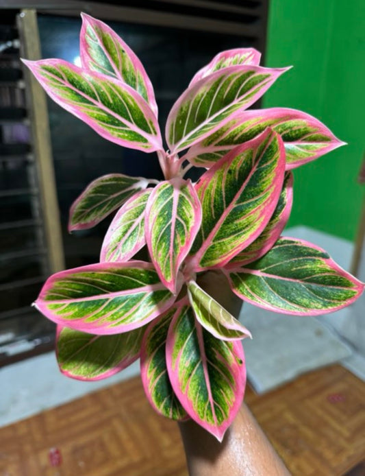 IMPORT- Aglaonema Lotus Delight (No Import Permit Required, We use ours)