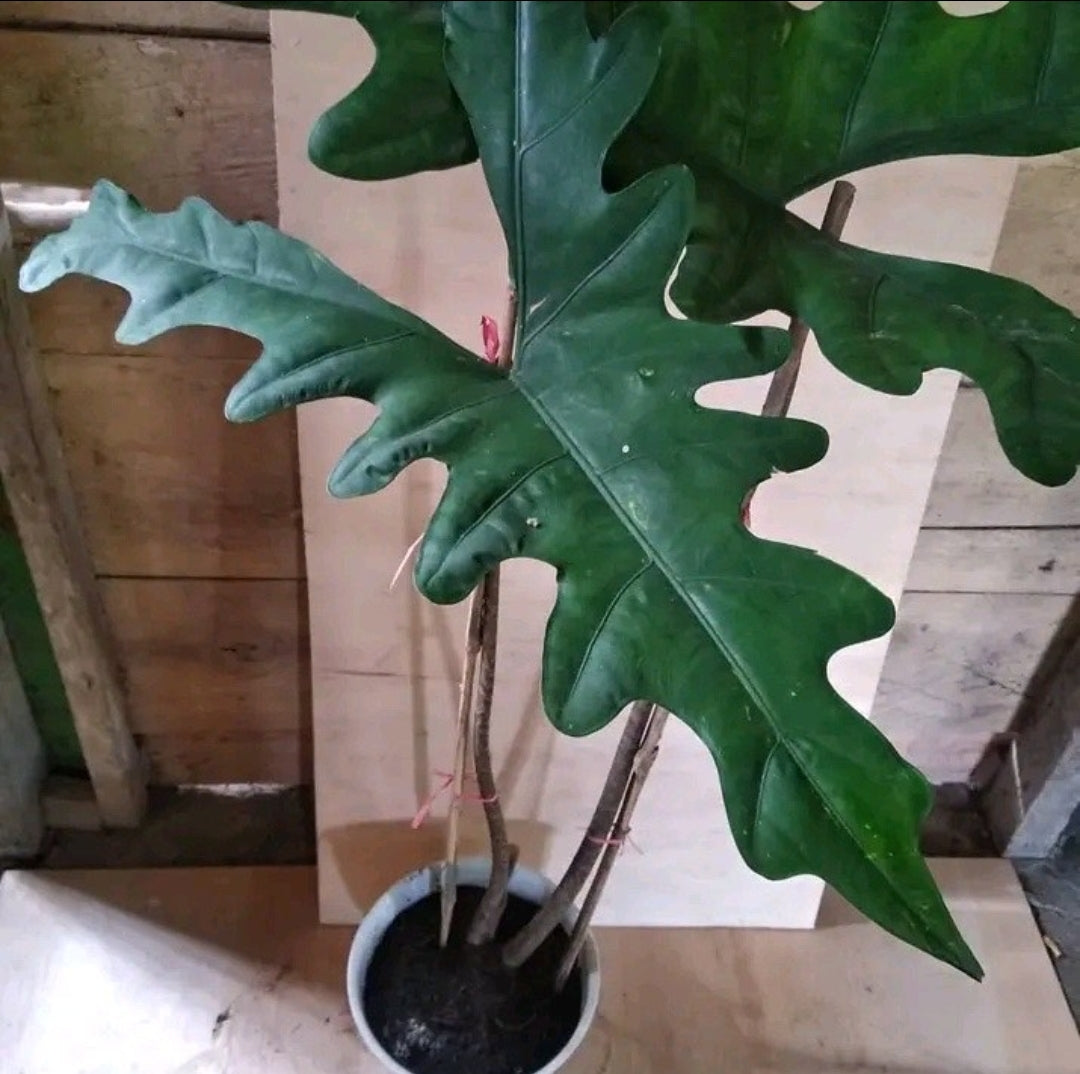 IMPORT- Alocasia Sabrina Corms/Seeds (No Import Permit Required, We use ours)