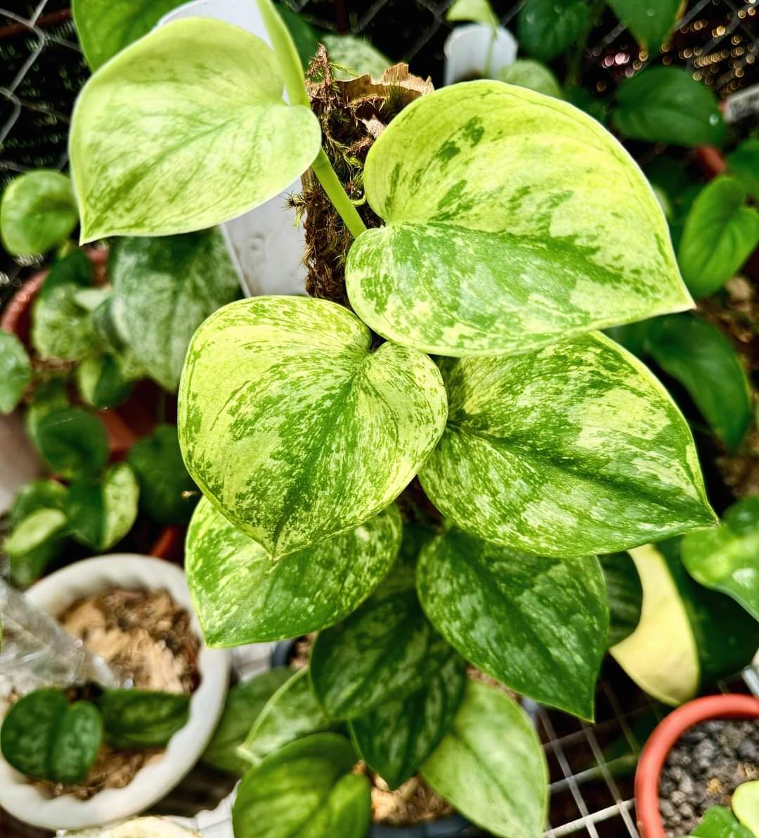 IMPORT- Scindapsus Silver Knight Auera Variegated (No Import Permit Required, we use ours for you!)