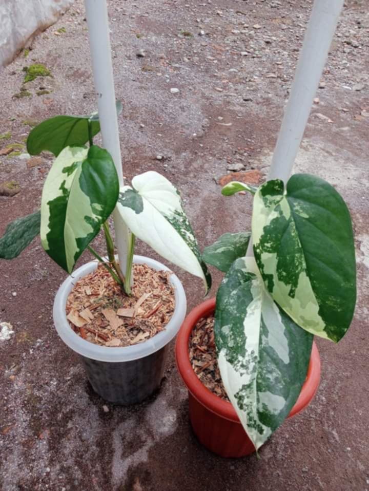 Syngonium Chiapense Albo Variegata