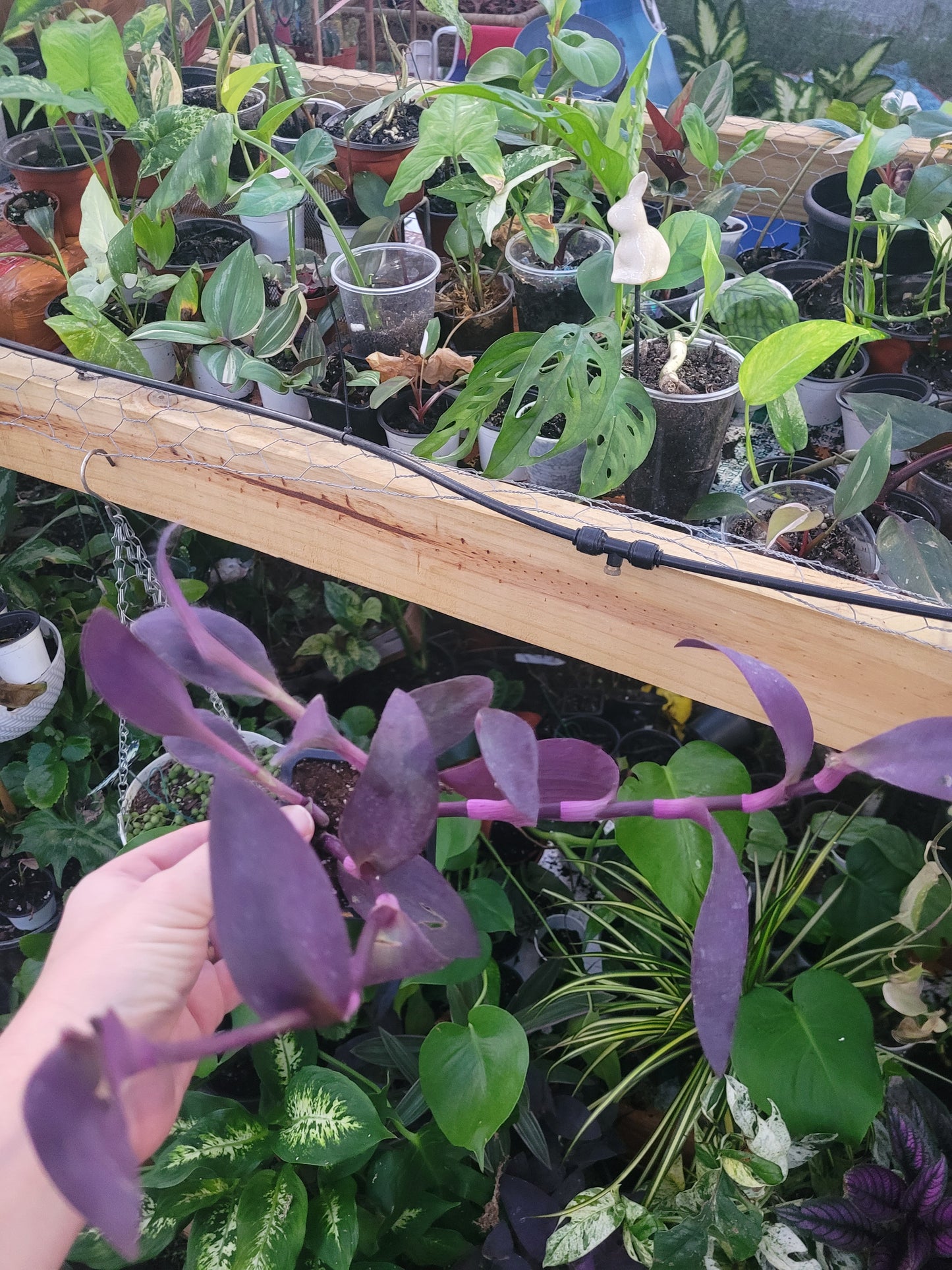 15 Plant Surprise Box- On hand Stock in Florida