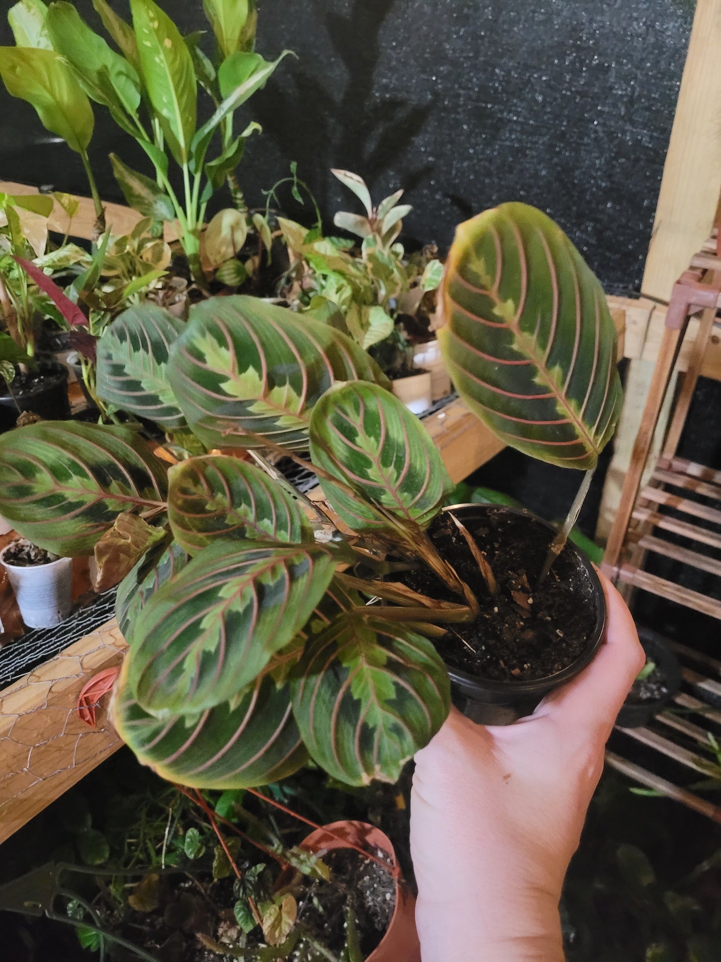 15 Plant Surprise Box- On hand Stock in Florida