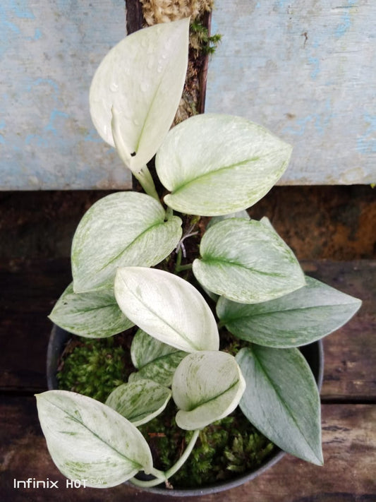 IMPORT- Scindapsus Moonlight 🌙 White Variegated (many leaves) (No Import Permit Required, we use ours for you!)