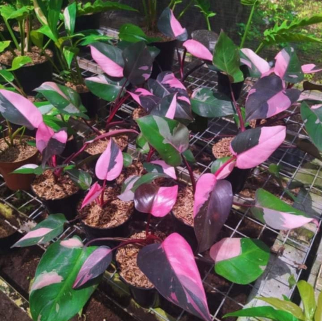 IMPORT- Black Cherry 🍒 Pink Princess Philodendron (No Import Permit Required, We use ours)