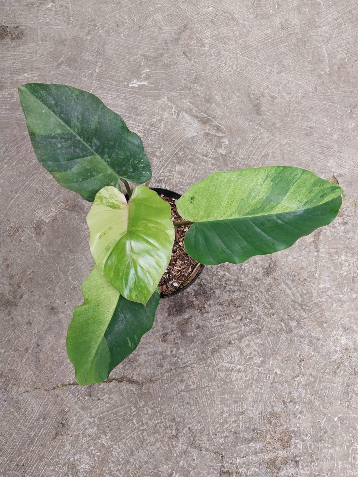 IMPORT- Philodendron Jungle Fever (No Import Permit Required, we use ours for you!)